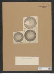 Coscinodiscus diversus Grun. (de-Toni-Nr.: Genus 202, Species 4961) Zeichnungen Sammlung Grunow Nr. 8553 (NHMW-BOT-W0378192)